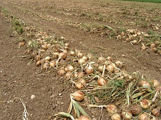 Image showing onions