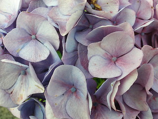 Image showing hydrangea