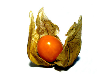 Image showing cape gooseberry