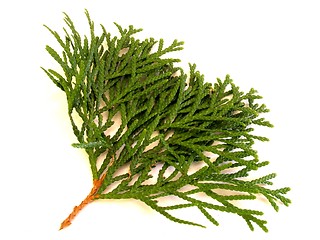 Image showing thuja