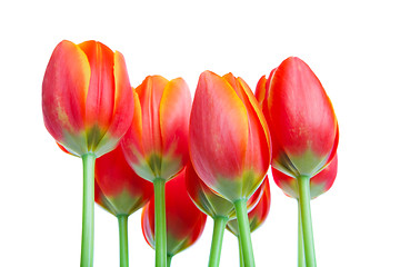 Image showing Tall Tulips