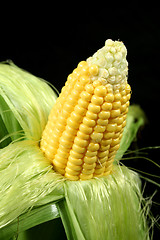 Image showing Ear Of Corn