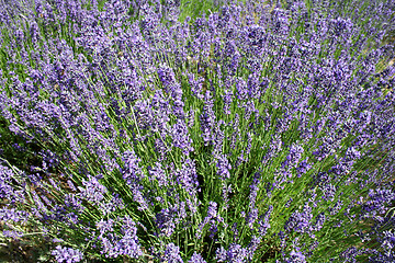 Image showing Field Of Lavender