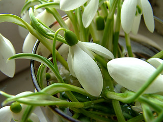 Image showing Snowdrop in a glass water