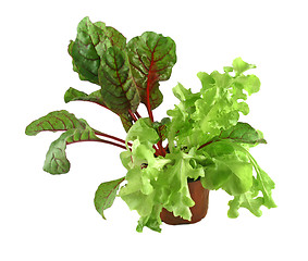 Image showing Red Shard And Curly Lettuce