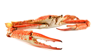 Image showing Cooked Blue Swimmer Crab