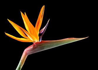 Image showing Bird Of Paradise