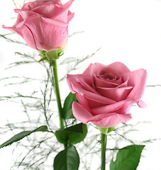 Image showing Gift Roses 2