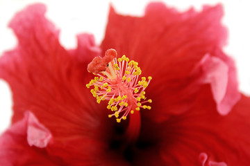 Image showing Stamen Of Hibiscus 1