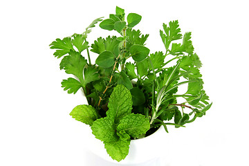 Image showing Garden Fresh Herbs