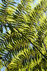 Image showing Rainforest Background 5