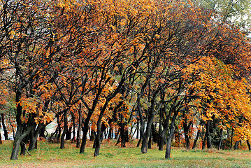 Image showing Autumn park