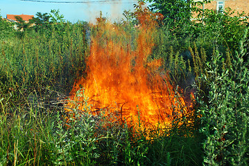 Image showing Fire in green grass