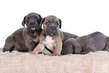 Image showing puppy italian mastiff cane corso