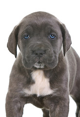 Image showing puppy italian mastiff cane corso