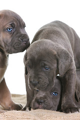 Image showing puppy italian mastiff cane corso