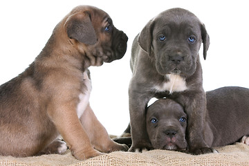 Image showing puppy italian mastiff cane corso