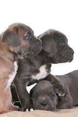 Image showing puppy italian mastiff cane corso