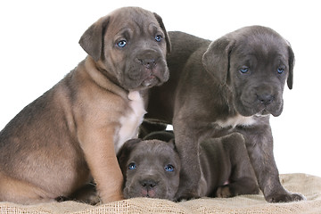 Image showing puppy italian mastiff cane corso