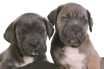 Image showing puppy italian mastiff cane corso