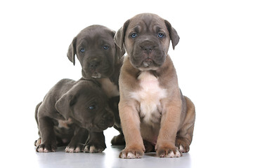 Image showing puppy italian mastiff cane corso