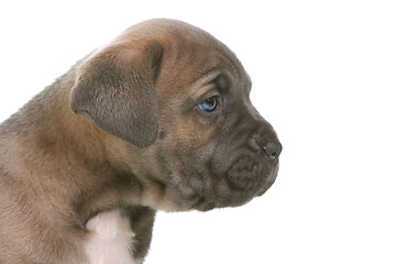 Image showing puppy italian mastiff cane corso