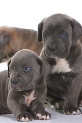 Image showing puppy italian mastiff cane corso