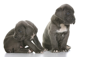 Image showing puppy italian mastiff cane corso