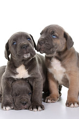 Image showing puppy italian mastiff cane corso