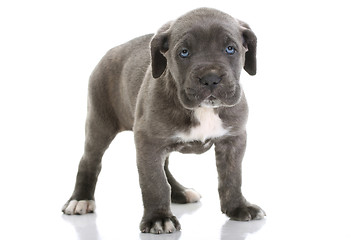 Image showing puppy italian mastiff cane corso