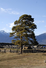 Image showing Siberia - tree