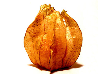 Image showing cape gooseberry