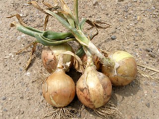 Image showing onions