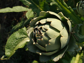 Image showing artichoke