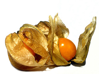 Image showing cape gooseberry