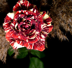 Image showing Rose and some plants in black fone