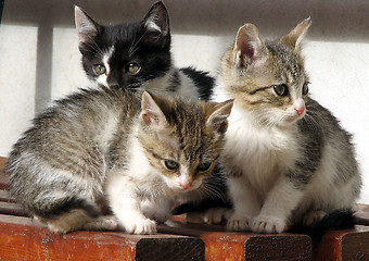 Image showing Cat family