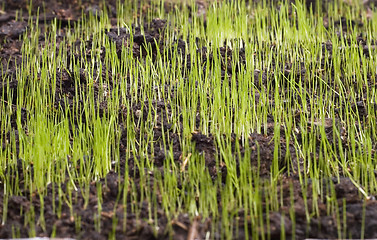 Image showing young grass