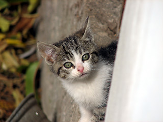 Image showing Cat