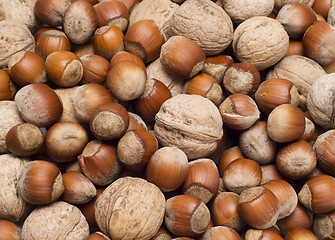 Image showing hazelnuts and walnuts