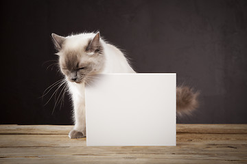 Image showing Ragdoll cat 