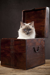 Image showing White cat (ragdoll)