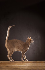 Image showing Short haired cat standing
