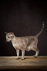 Image showing Brown cat on the table