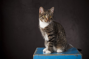 Image showing Young cat 