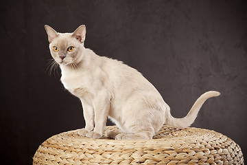 Image showing White cat