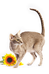 Image showing Cat with flower