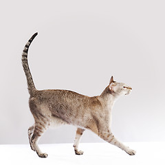 Image showing Walking cat