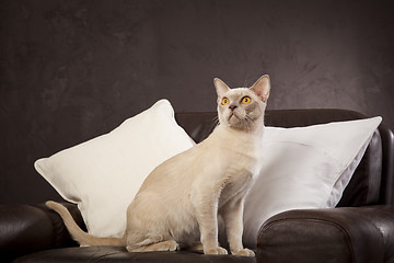 Image showing White cat on the couch