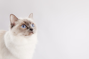 Image showing Ragdoll cat over light grey